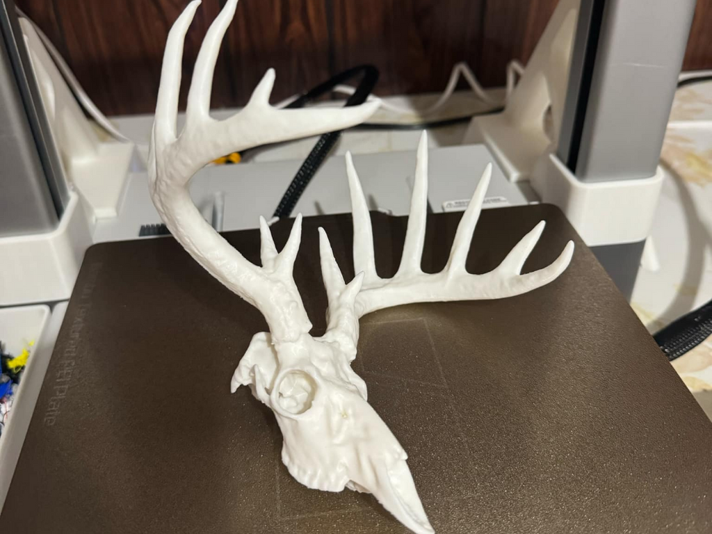 whitetail deer skull