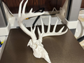 whitetail deer skull