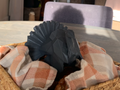 LowPoly Turkey