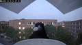 window bird feeder 窗外喂鸟的