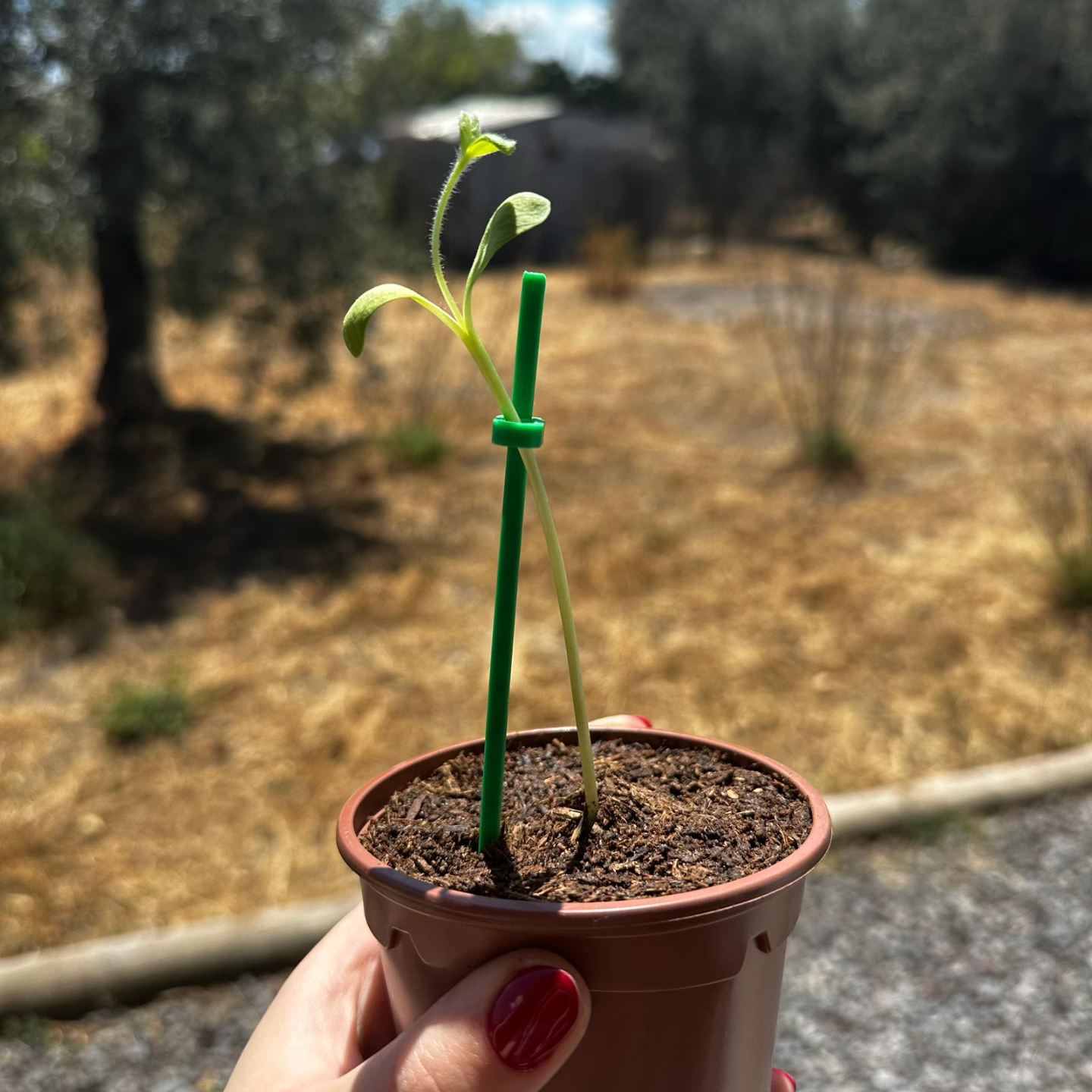 Sunflower adjustable support sticks
