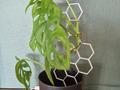 Plant Support Strong