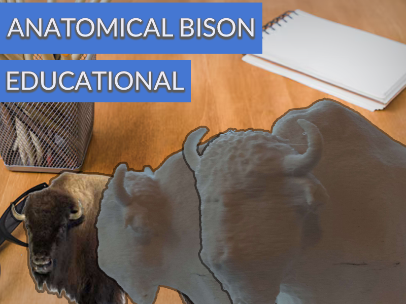Realistic Anatomical American Bison (Educational)