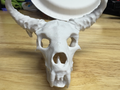 Animal skull with fang and horns
