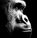 Gorilla Simple 2 Color Print (HueForge)