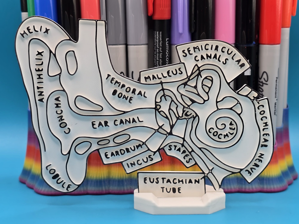 Ear Anatomy Coloring Craft Education