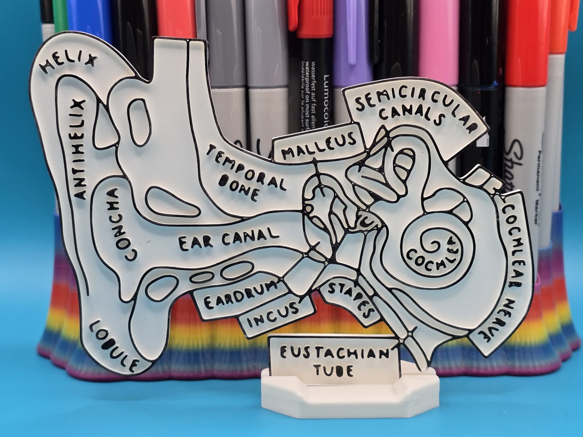 Ear Anatomy Coloring Craft Education