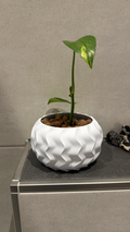 Wavy plat pot / flower pot