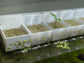 Basket for holding grodan cubes on aquarium wall