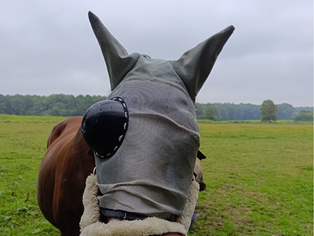 protection oculaire pour masque pour chevaux