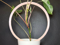 Hoop Plant Trellis