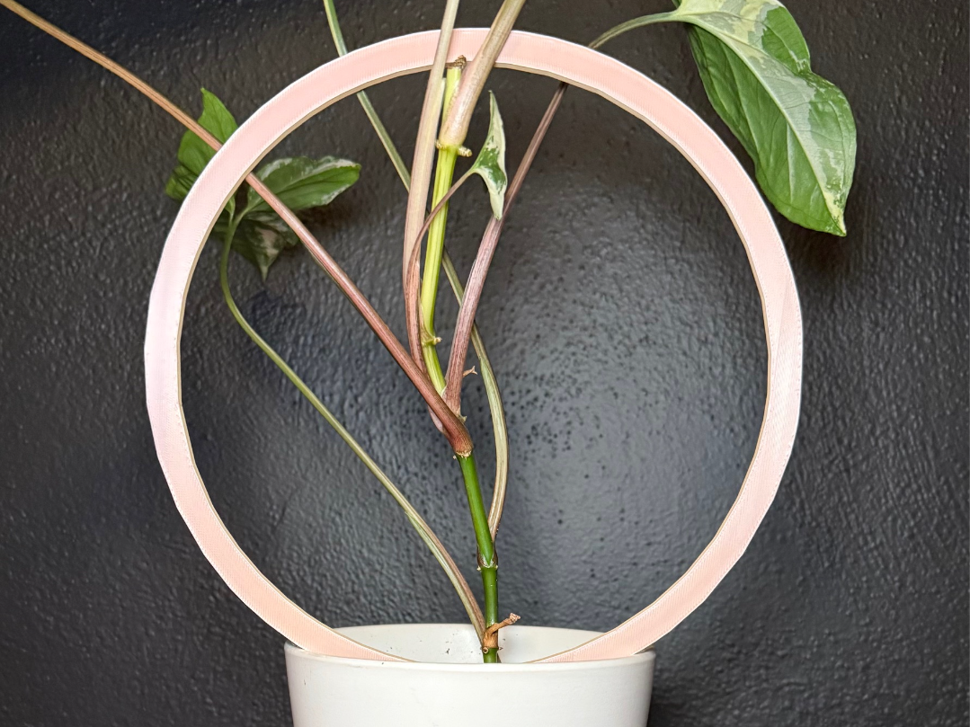Hoop Plant Trellis