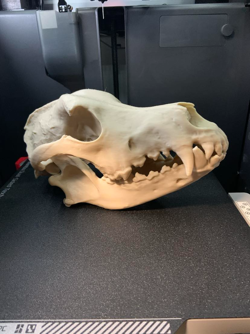 German Shepherd Dog Skull