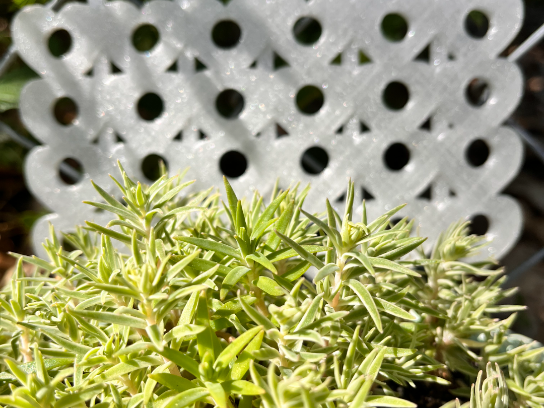 Heart Trellis
