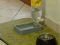 Cat Water Bowl Remixed