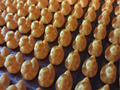 Hundreds of Ducks