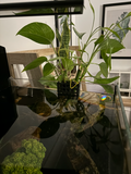 Planter Box for Aquarium