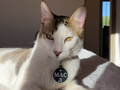 Placa para mascota Brillo 30x35mm con NFC