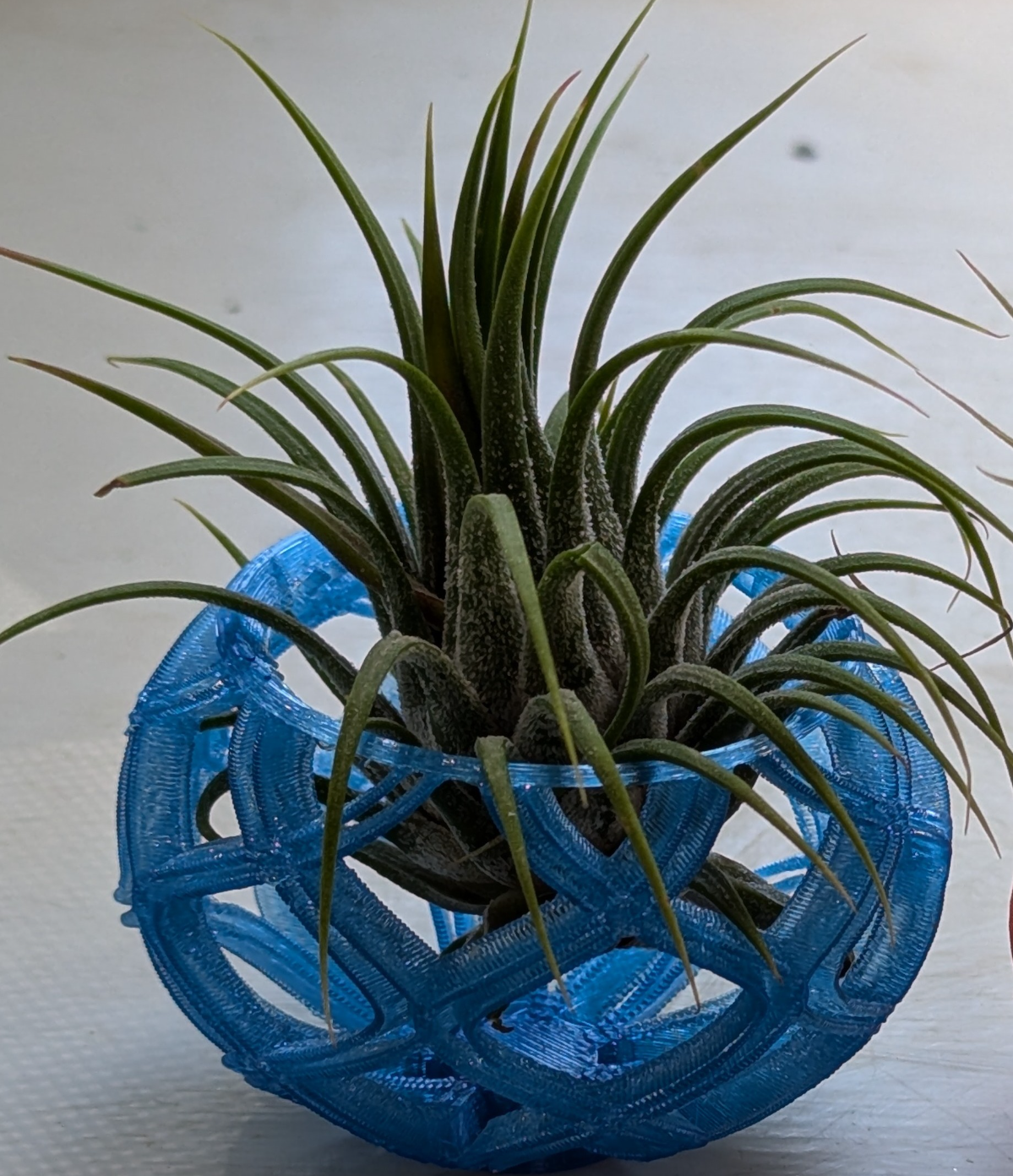 Super Curvy Spiral Air Plant Pots