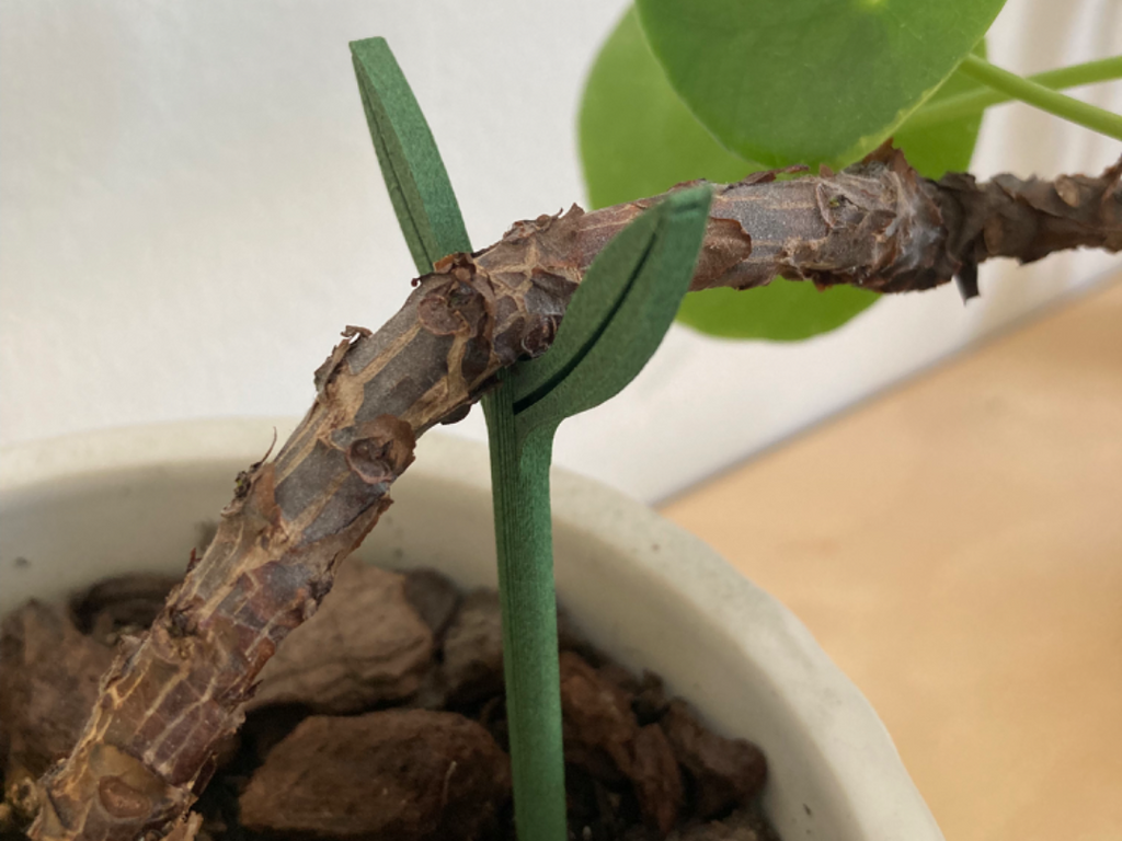 plant support