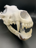 Wolf Skull