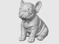 Französische Bulldogge