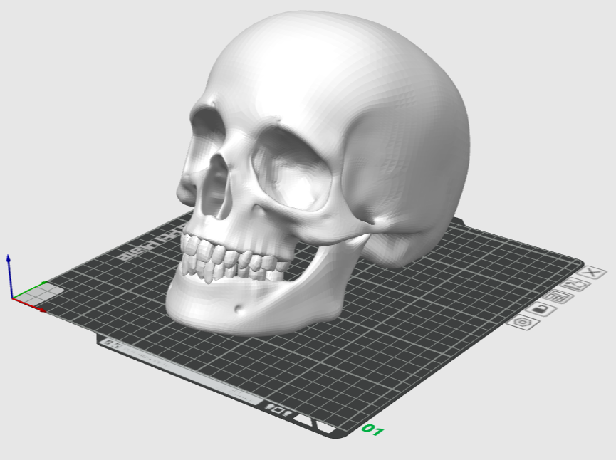 Human Skull perfect for Halloween