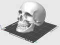 Human Skull perfect for Halloween
