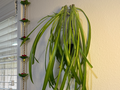 Plant Wall hanger