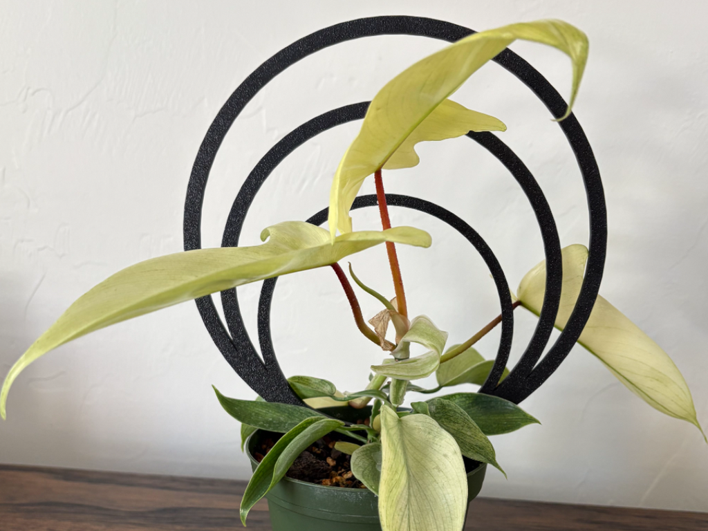 3 Ring and 2 Ring Trellis'