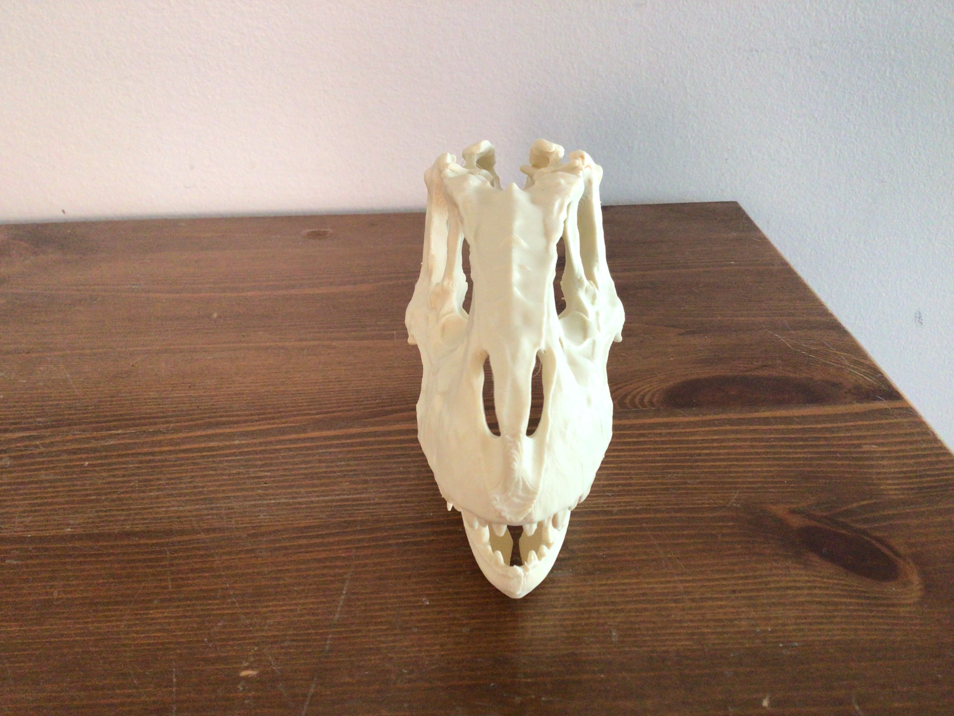 Albertasaurus skull