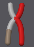 Chromosome