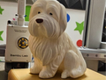 BICHON HABANERO