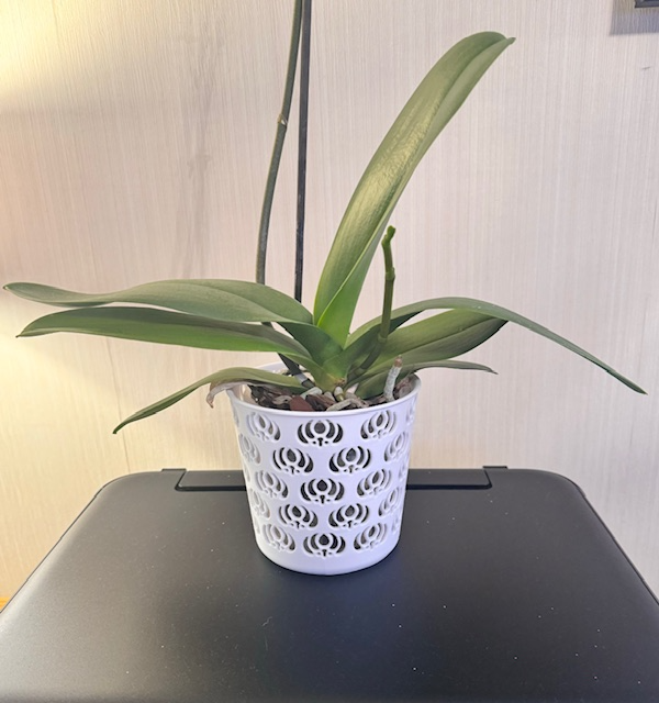 Decorative Orchid Pot, flower design