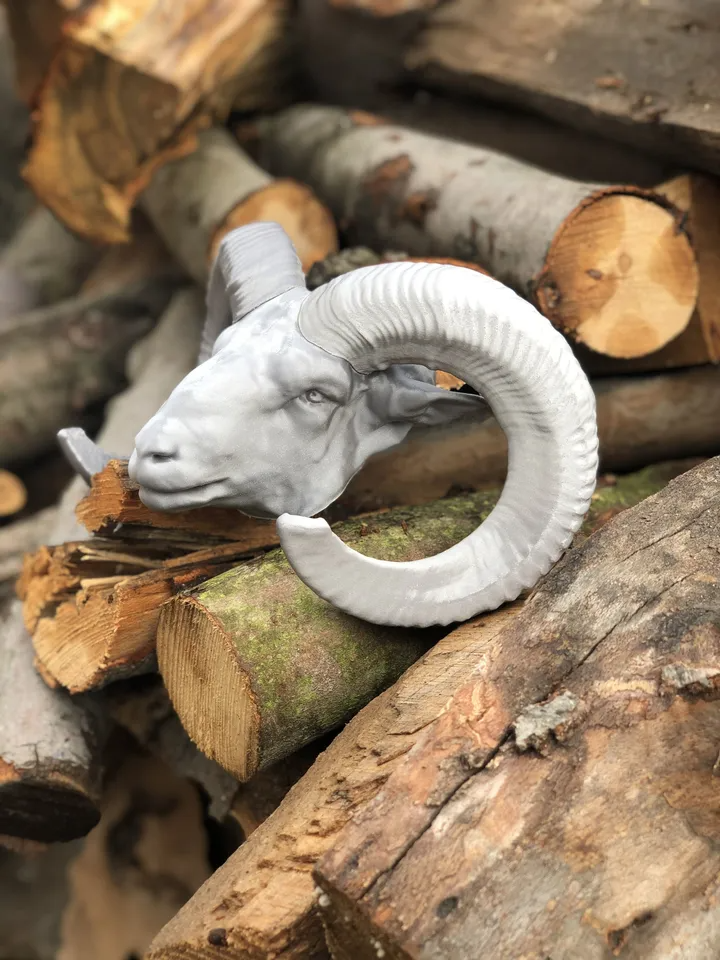 Mouflon Head