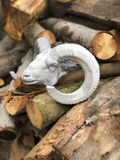 Mouflon Head