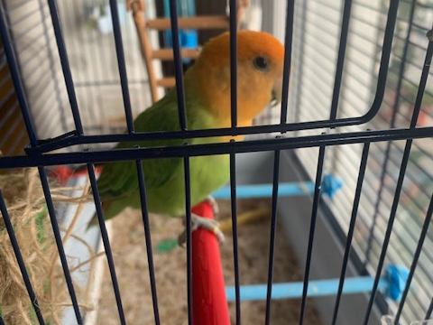 posatoio