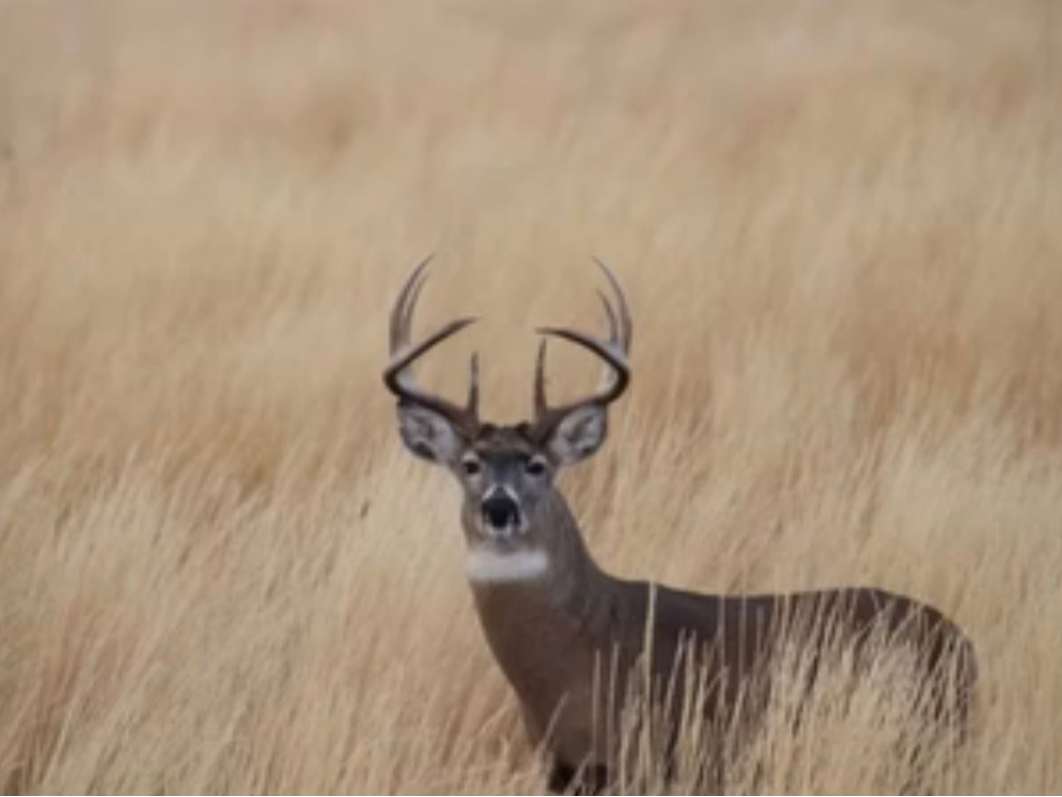 Lithophane Whitetail Buck