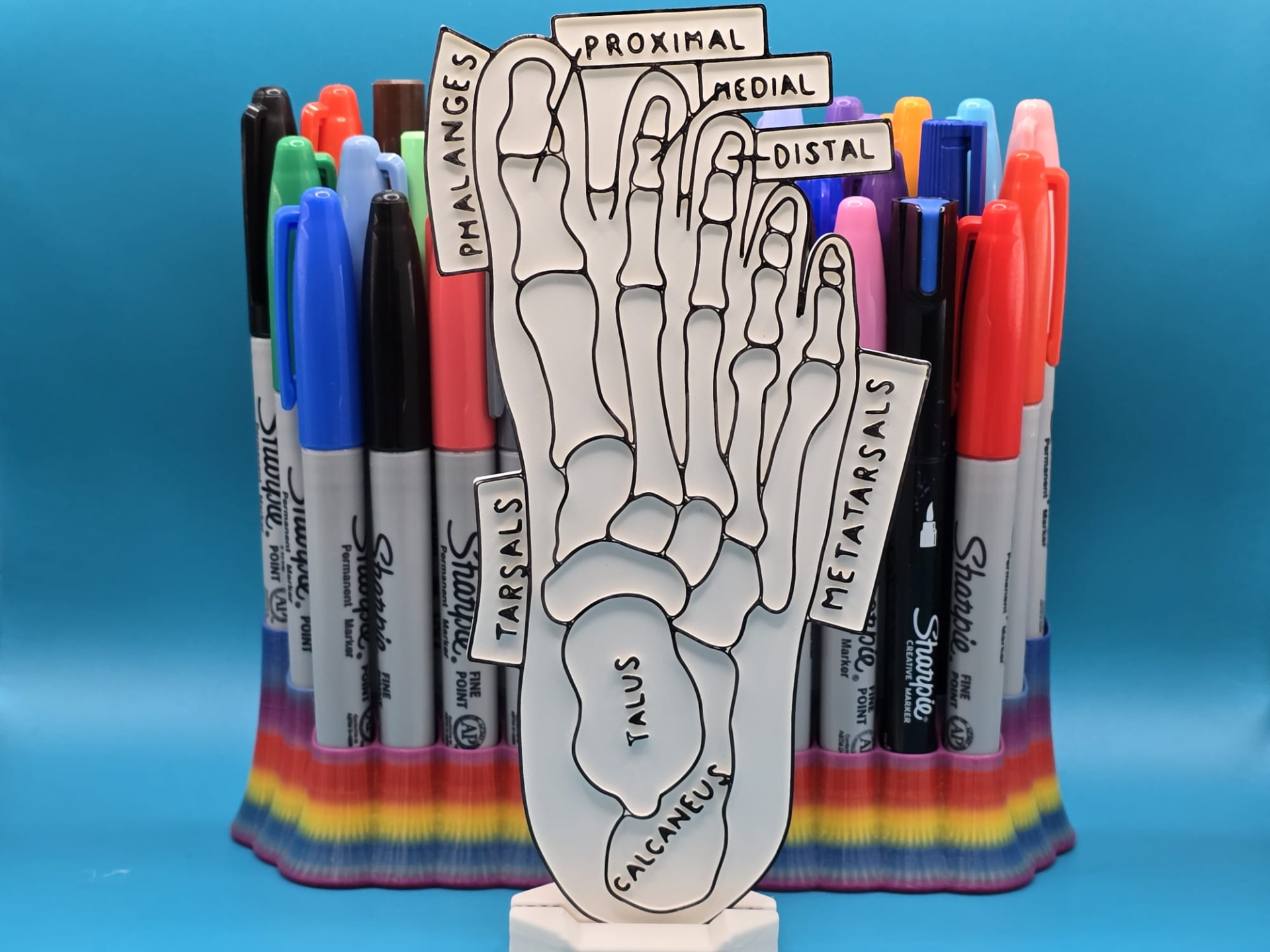 Foot Anatomy Skeleton Coloring Craft Education