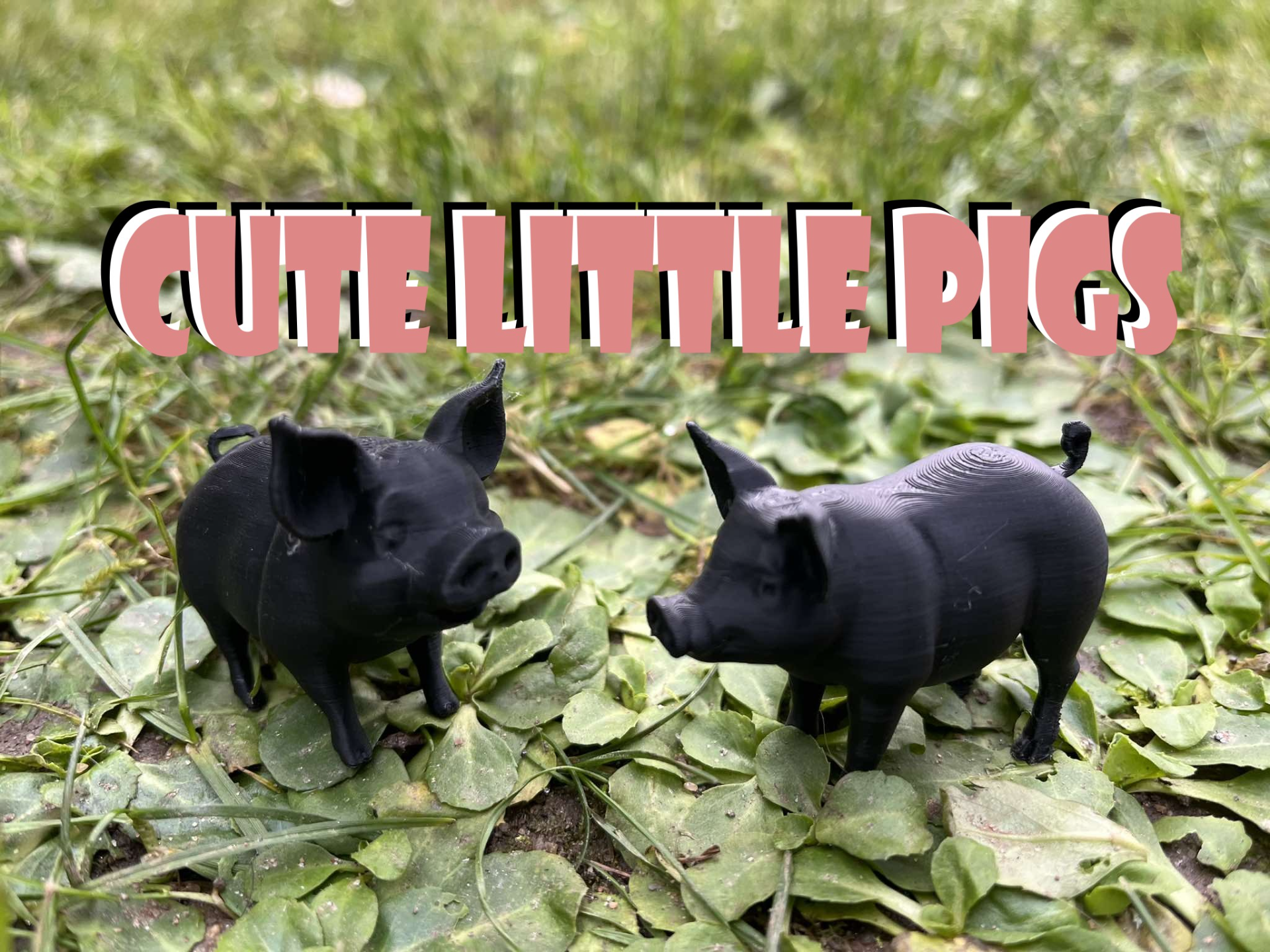 Cute little pigs on the farm