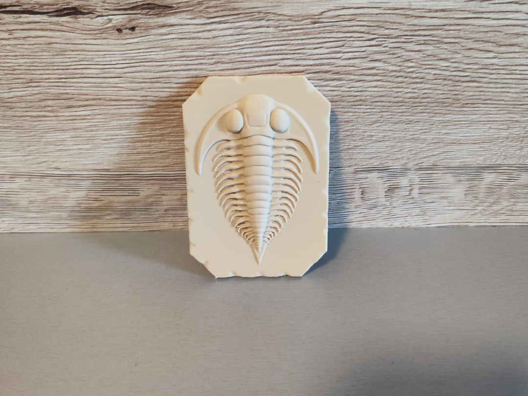 Urzeitkrebs- Fossil