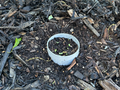 Seed Disks