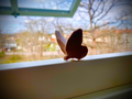 Cute Butterfly