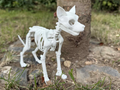 Dog skeleton