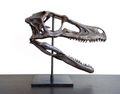 Deinonychus (Raptor) skull