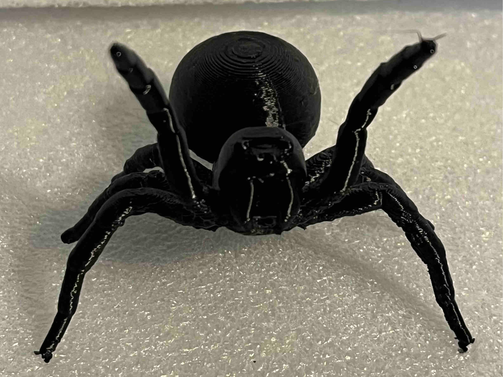 Australian Funnel Web Spider