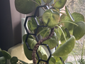 Fuzzy Plant Support / Trellis