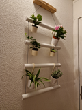 vase plant