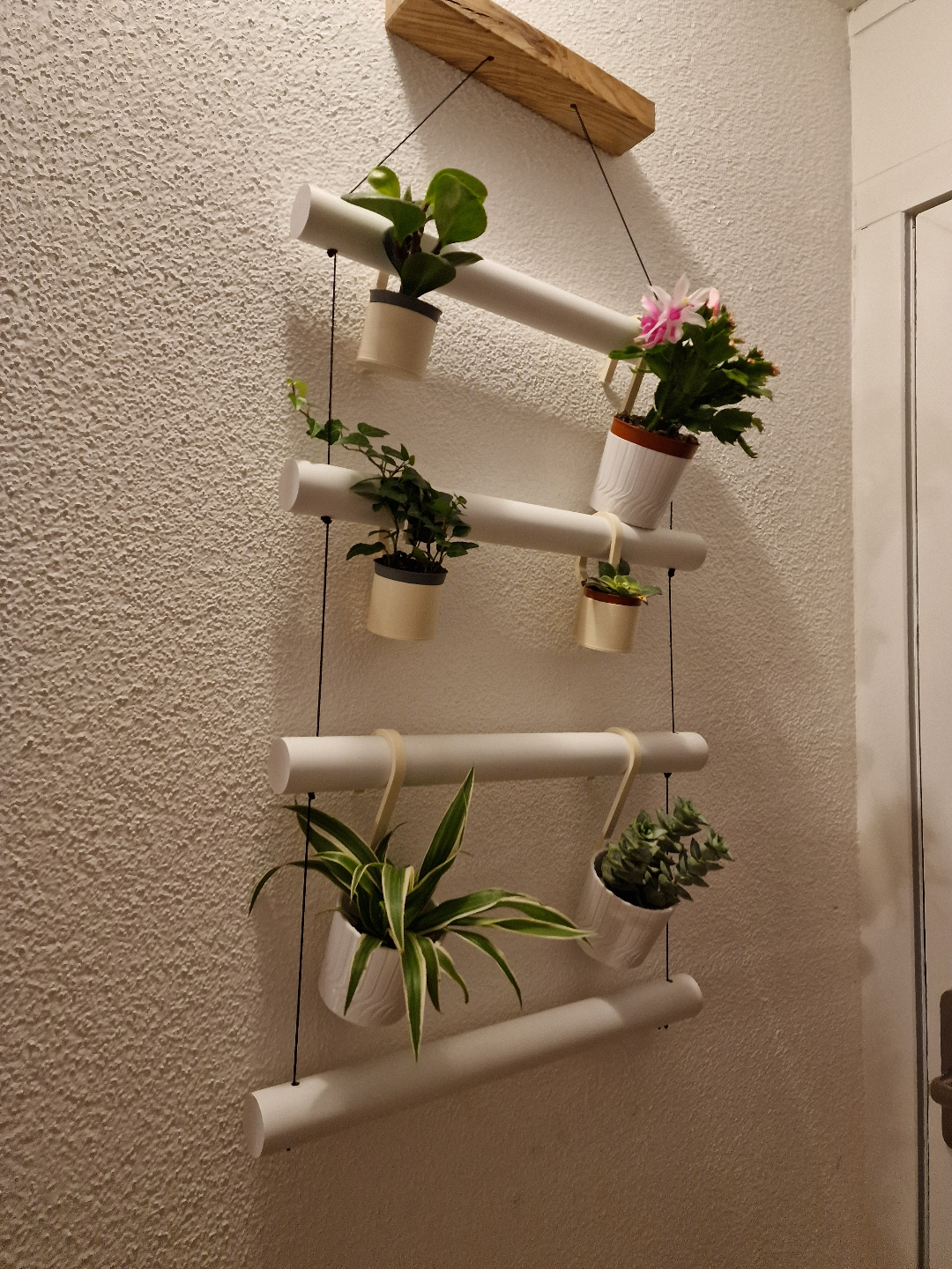 vase plant