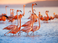 flamingo Lithophane